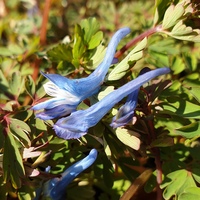Corydalis 'Heavenly Blue'